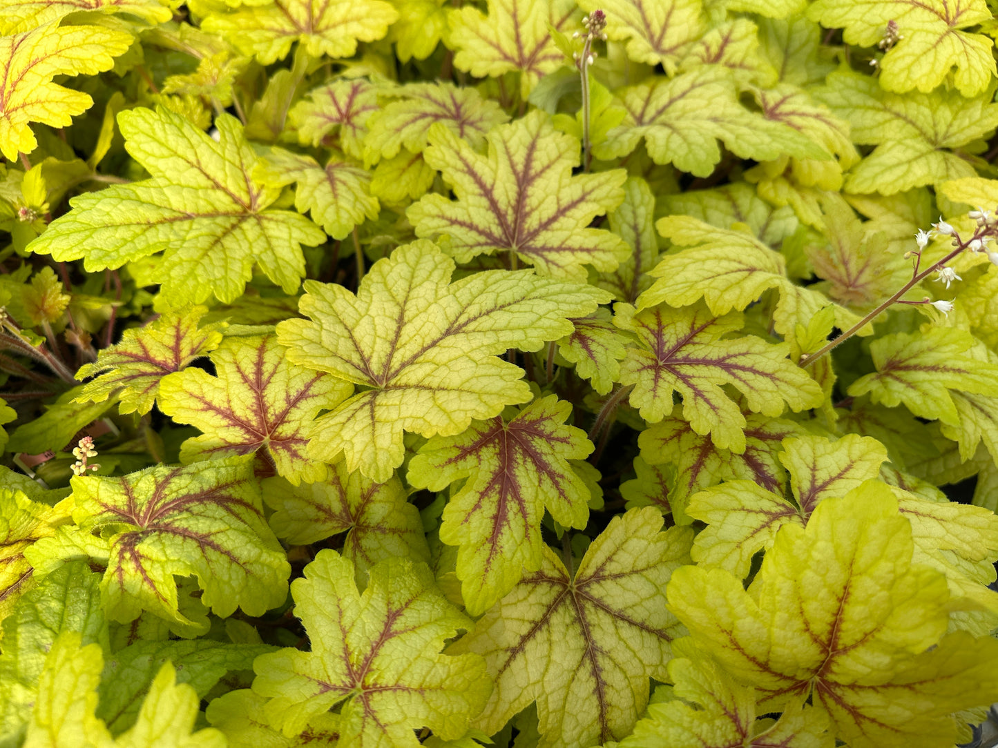 HEUCHERELLA ALABAMA SUNRISE - QUART POT (AA)
