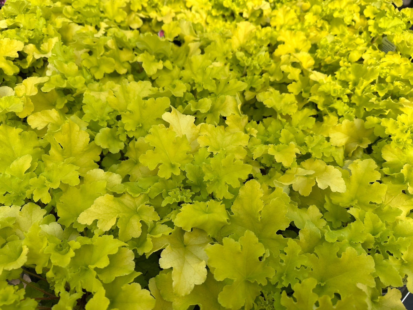 HEUCHERA LIME MARMALADE - QUART POT  (AA)