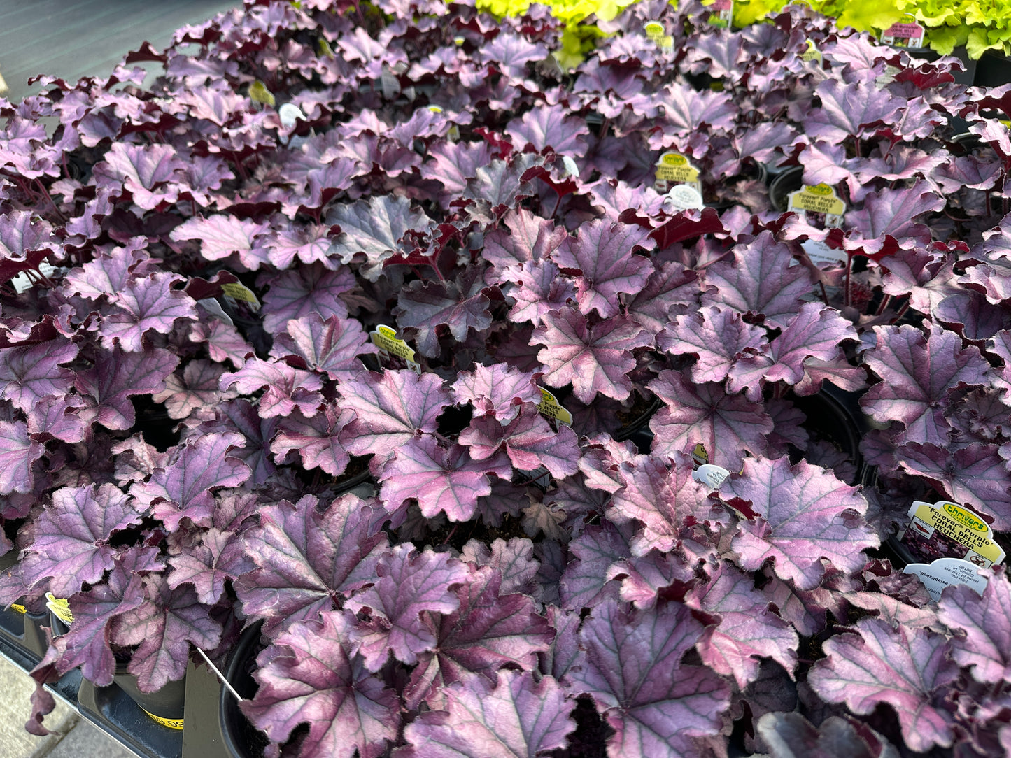 HEUCHERA FOREVER PURPLE - QUART POT  (AA)