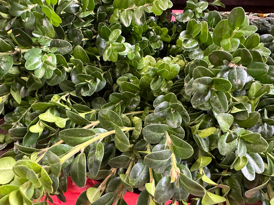 German Boxwood Bundle (Xmas)