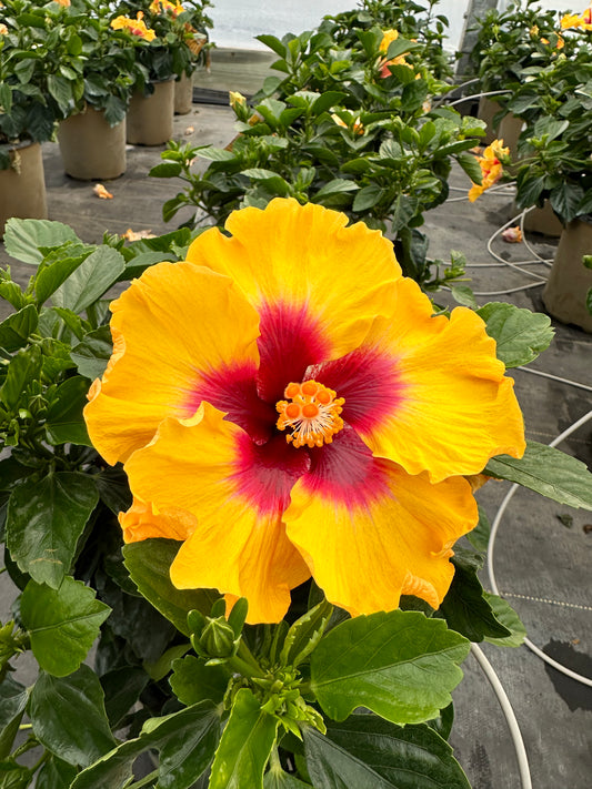 HIBISCUS HW RICO SUAVE BUSH - 10'' POT