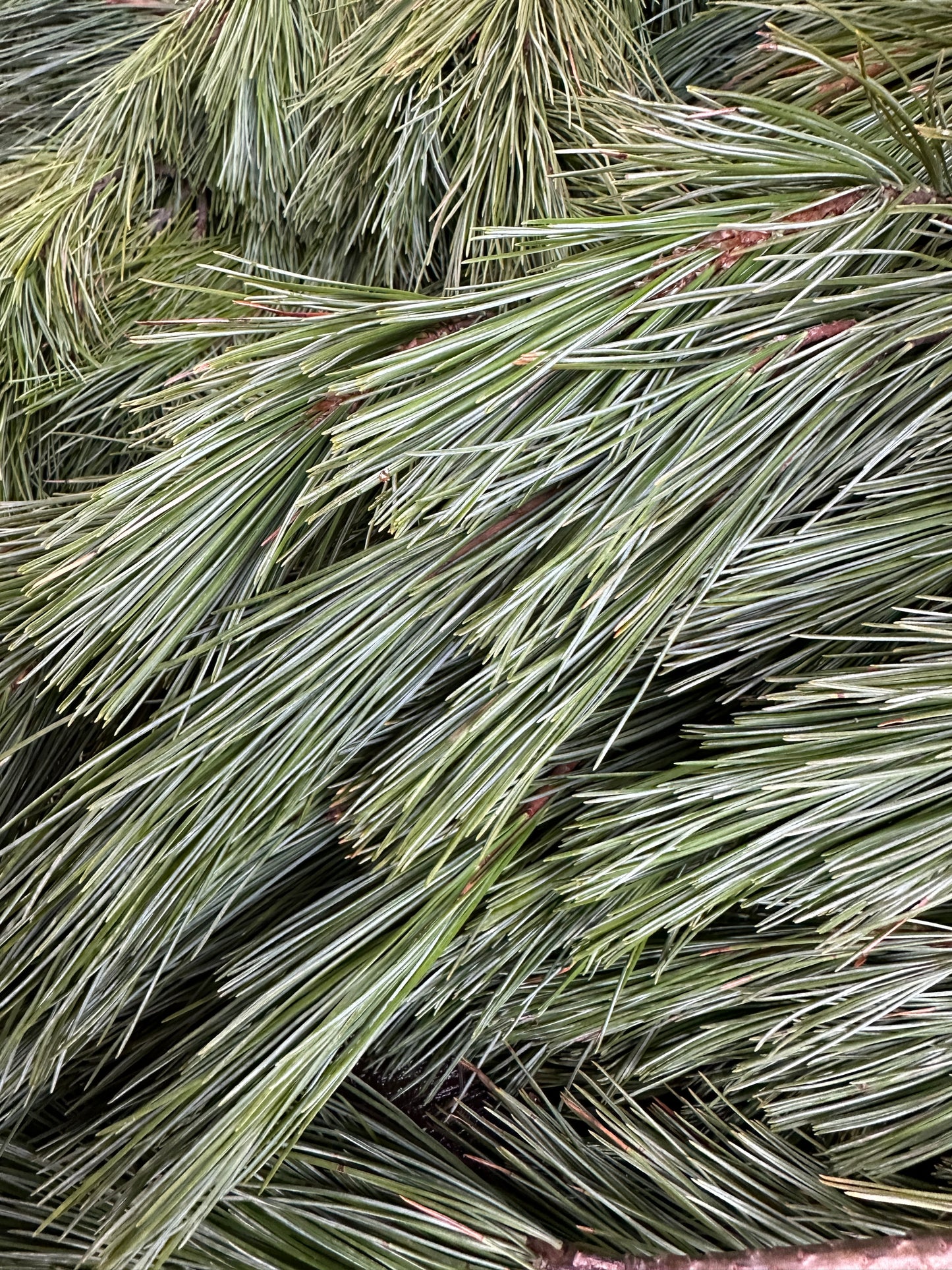 Princess White Pine Bundle