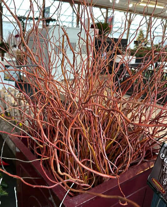 Western Curly Willow Tips - Red (Xmas)