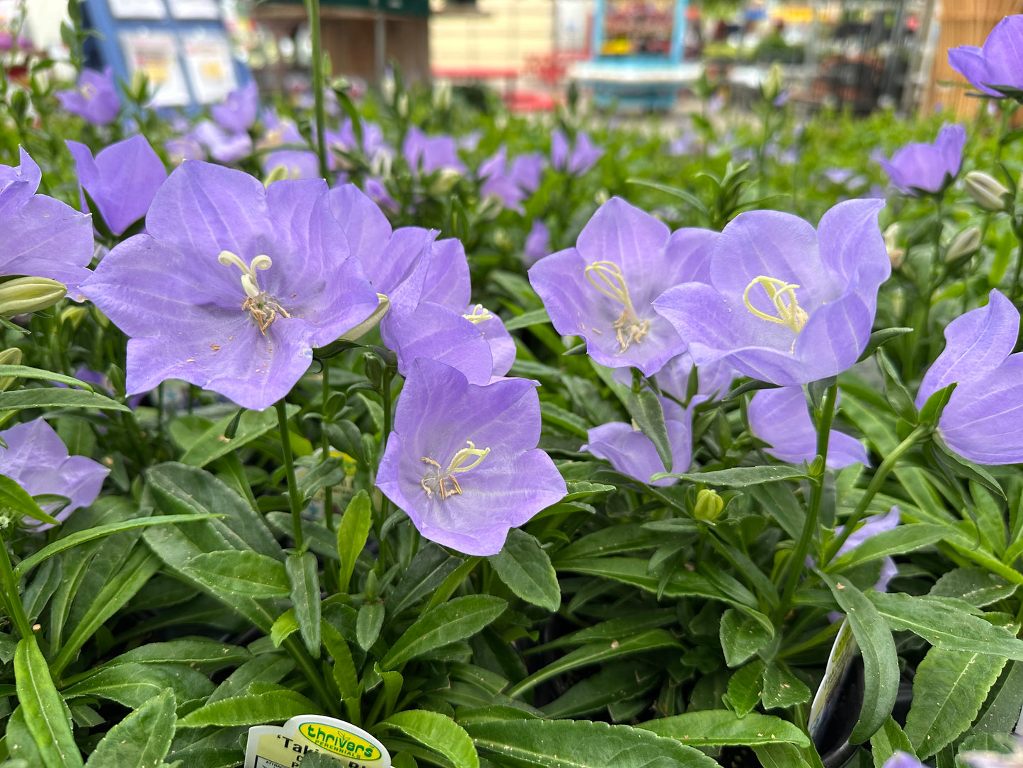 CAMPANULA TAKION BLUE - QUART POT