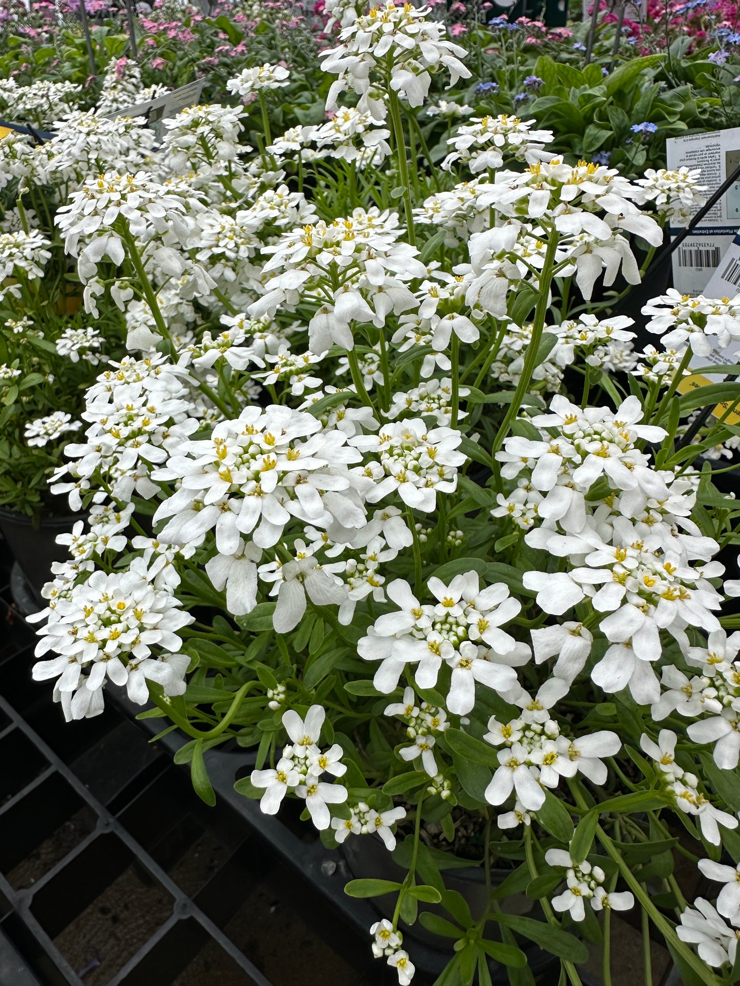 Iberis Sempervirens 'Snow Flurries'