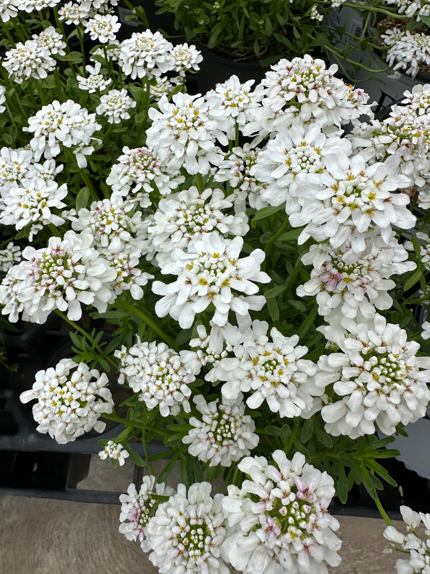 Iberis Sempervirens 'Snow Flurries'