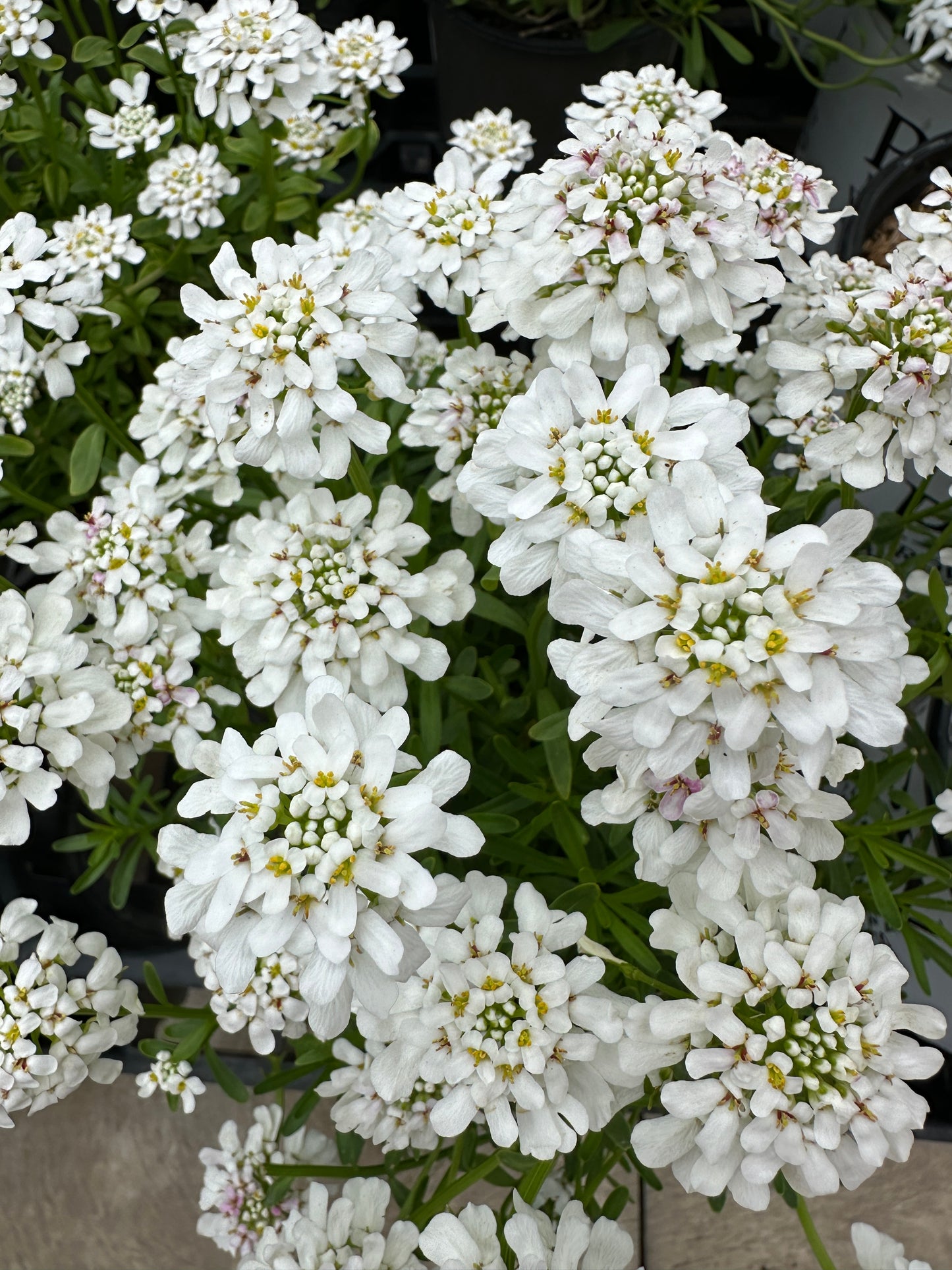 Iberis Sempervirens 'Snow Flurries'
