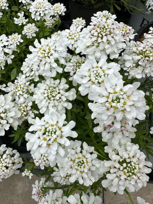 Iberis Sempervirens 'Snow Flurries'