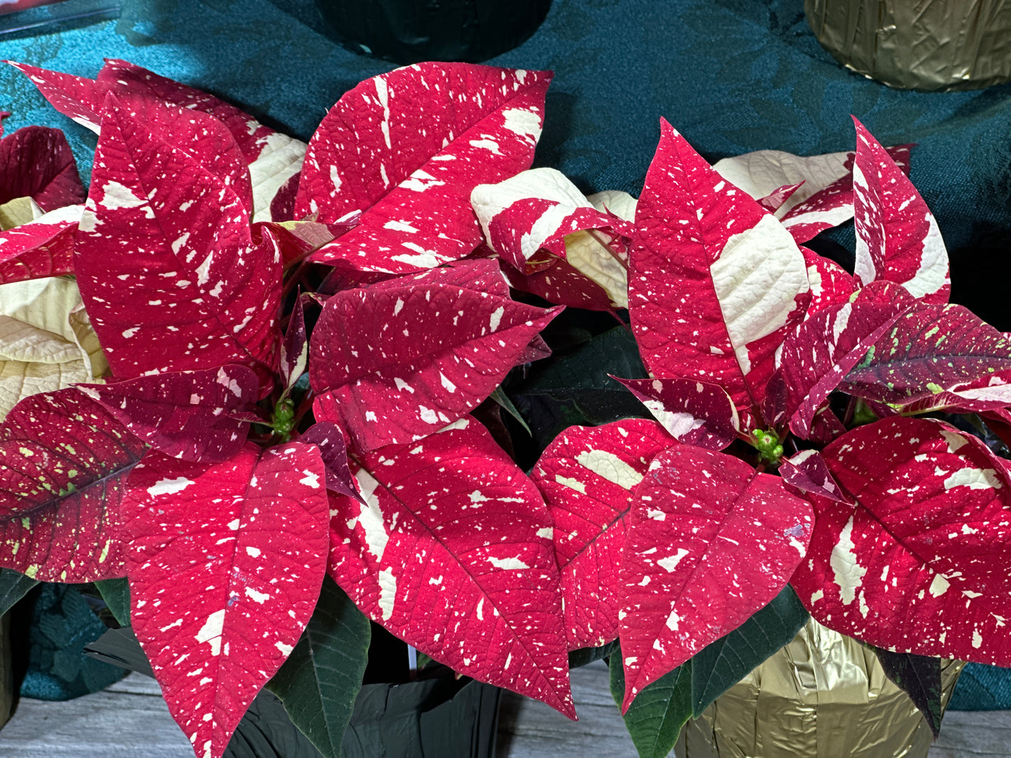 4'' Poinsettia Jingle Bells