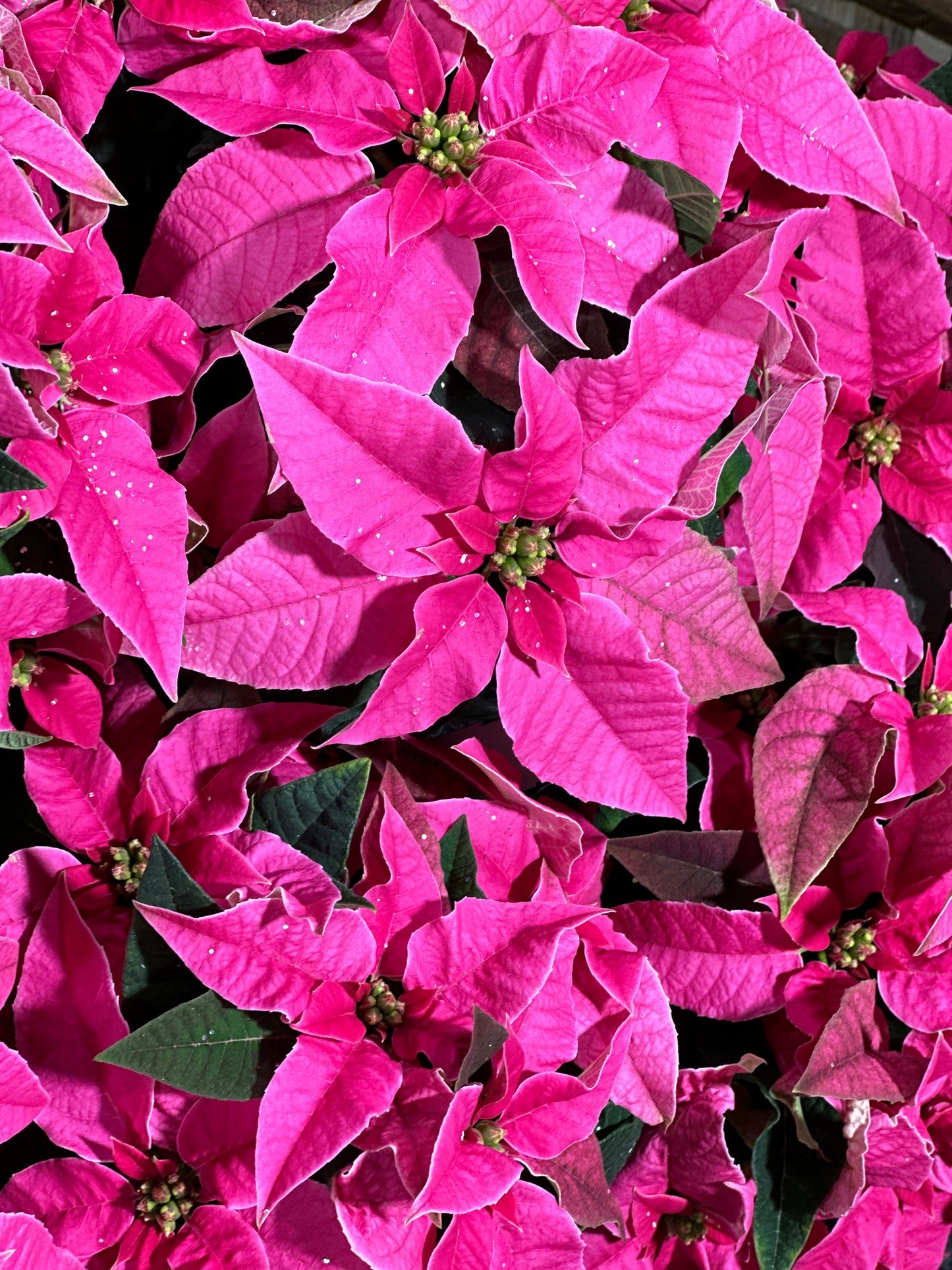 4" Poinsettia Princettia Hot Pink