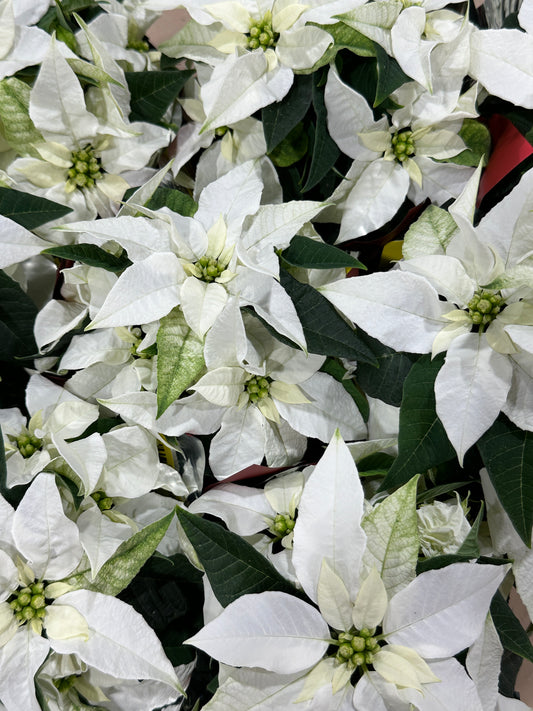 4'' Poinsettia Princettia White