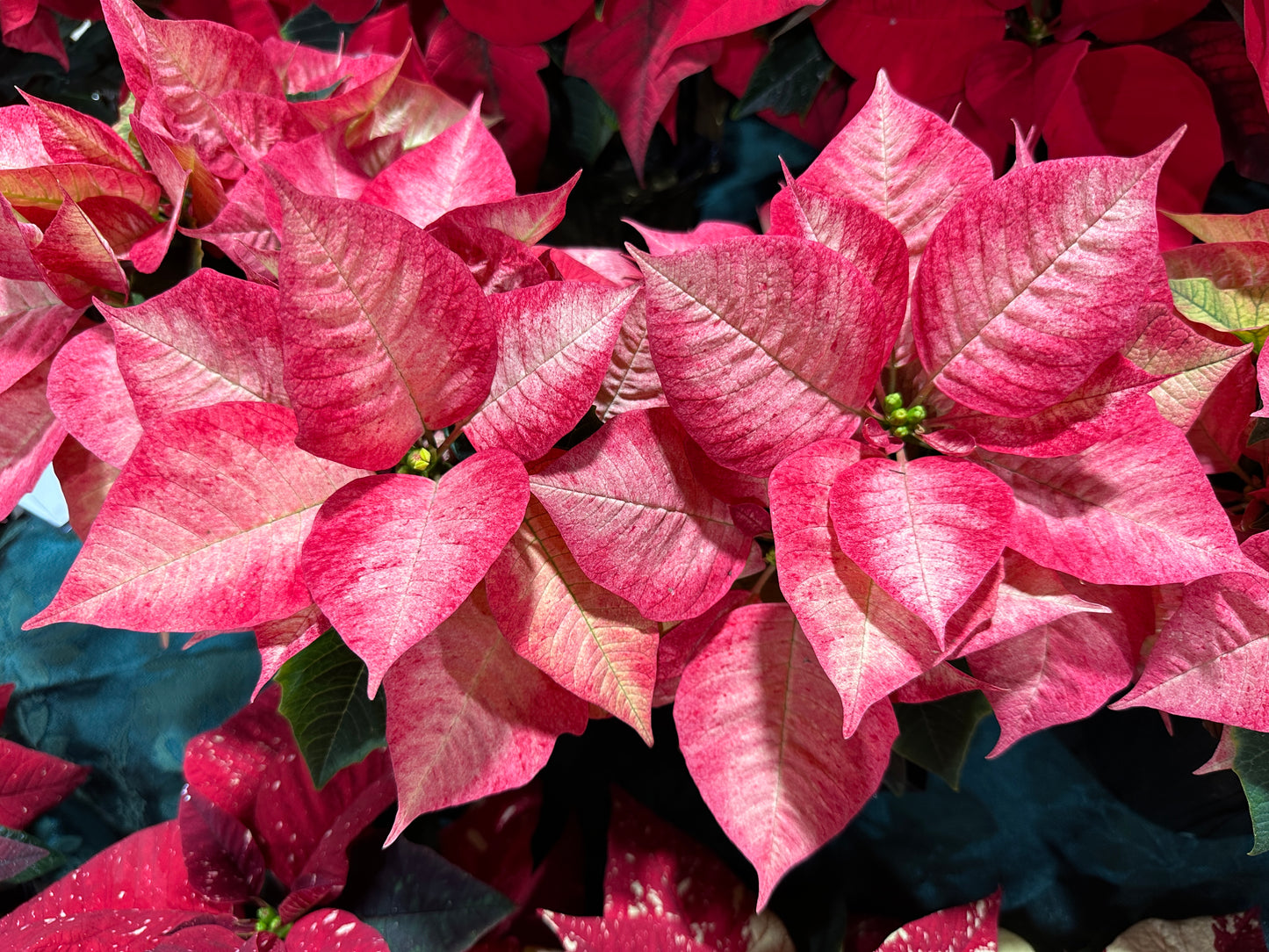 4'' Poinsettia Ice Crystal