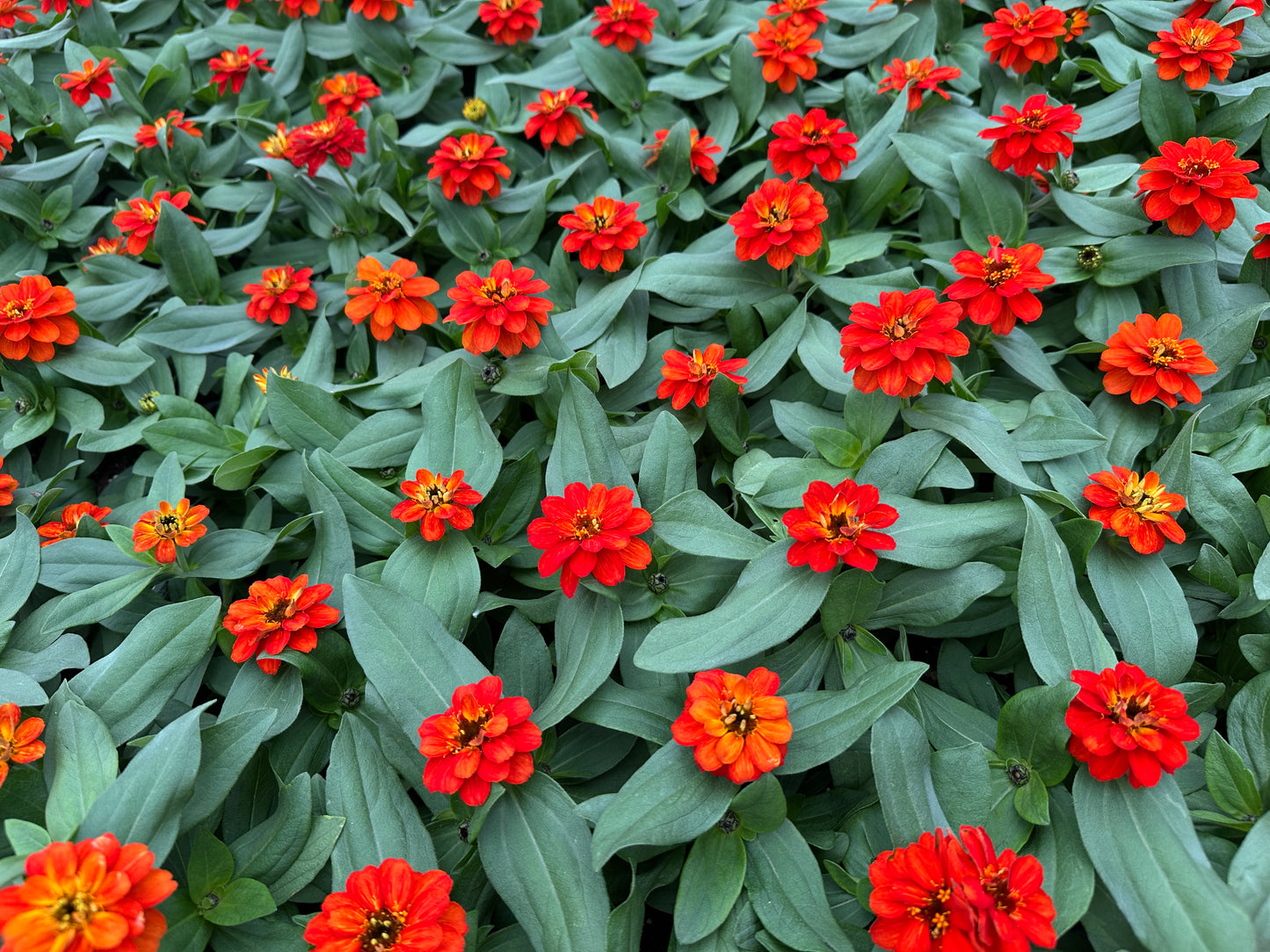 ZINNIA PROFUSION DOUBLE FIRE - JUMBO 6 PACK