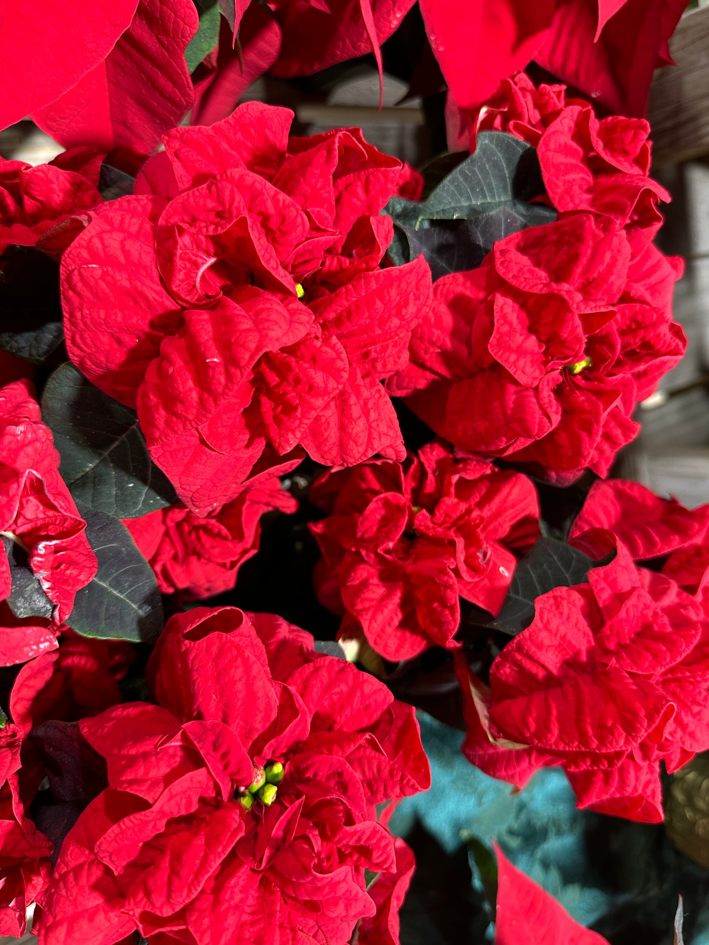 4'' Poinsettia Winter Rose