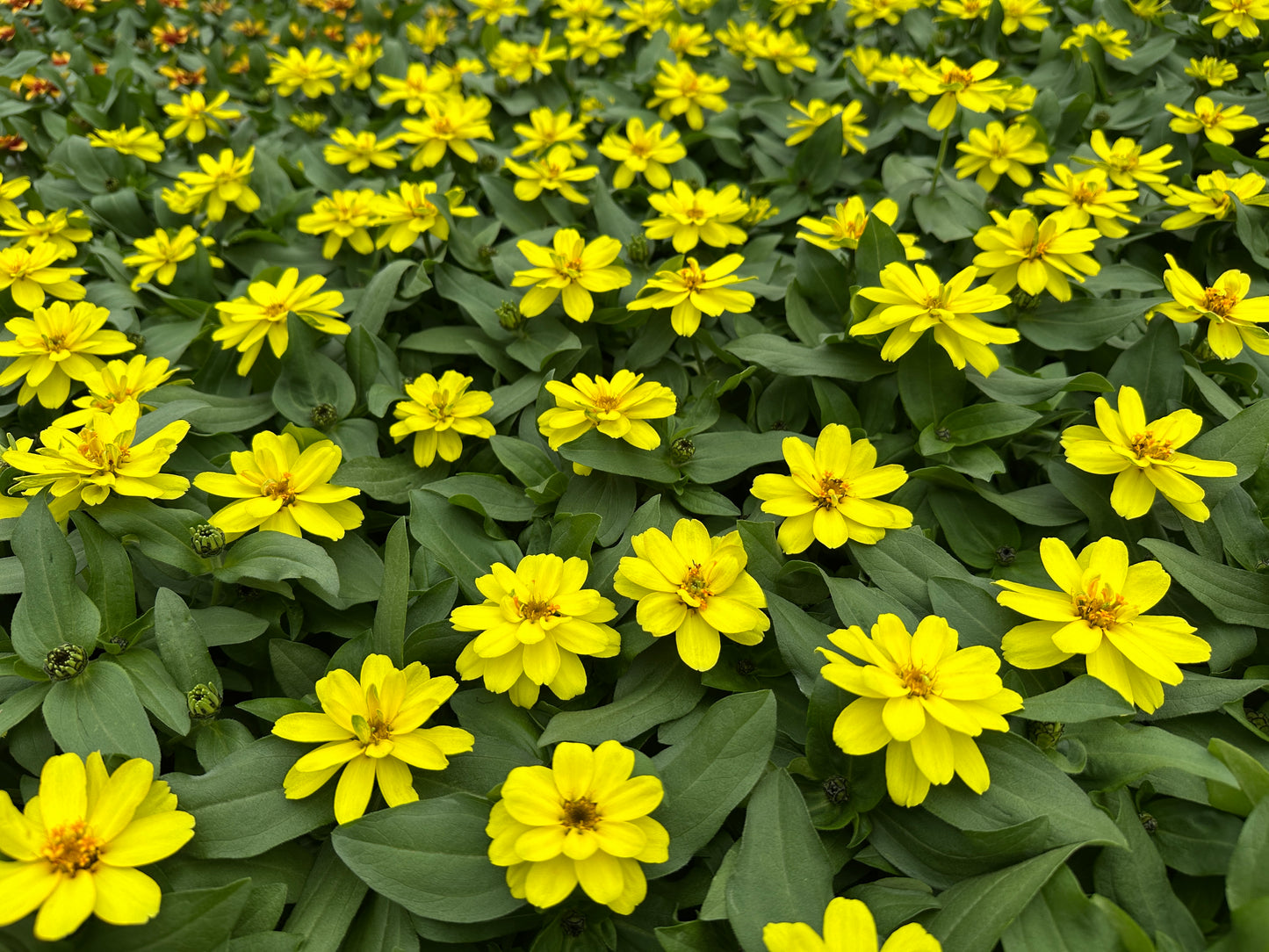ZINNIA PROFUSION DOUBLE YELLOW - JUMBO 6 PACK
