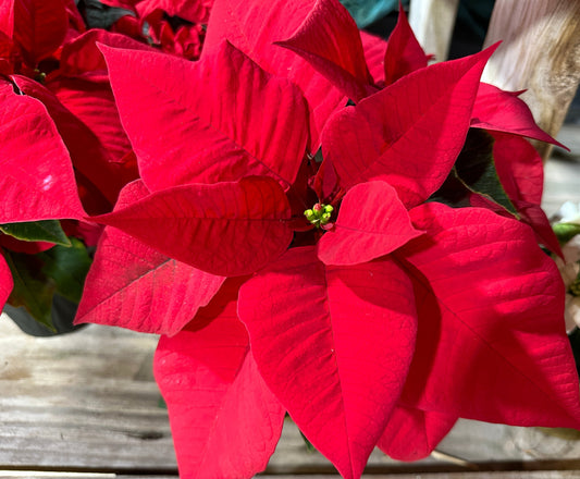 4'' Poinsettias Red