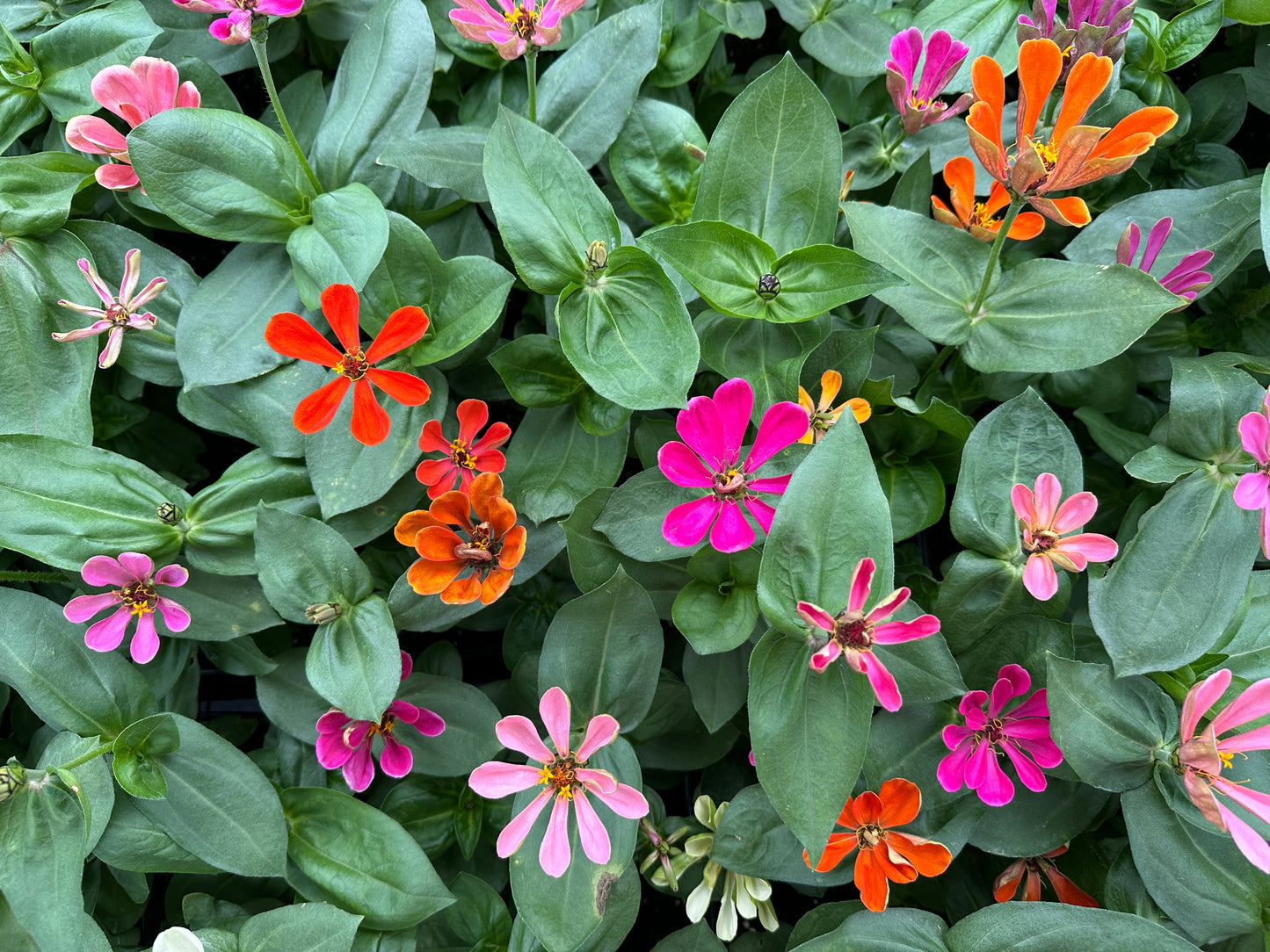 ZINNIA STATE FAIR MIX - JUMBO 6 PACK