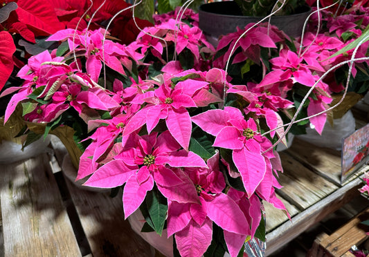 6.5'' Poinsettia Princettia Queen Pink