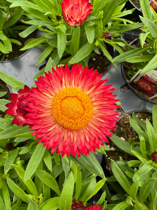 STRAWFLOWER DREAMTIME RED - 4'' POT