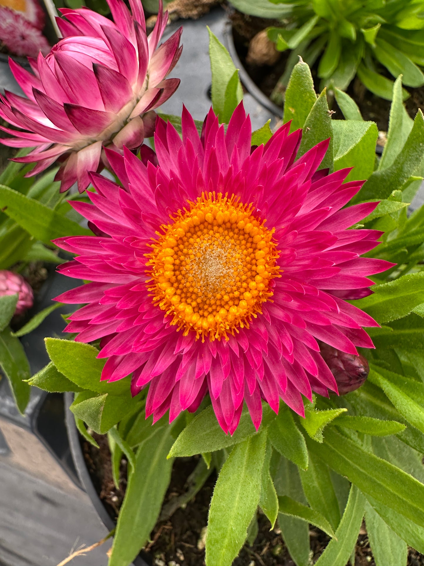 STRAWFLOWER DREAMTIME JUMBO ROSE - 4'' POT