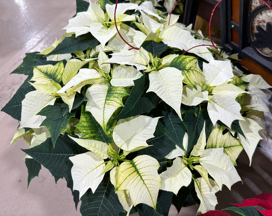 10" Poinsettia White