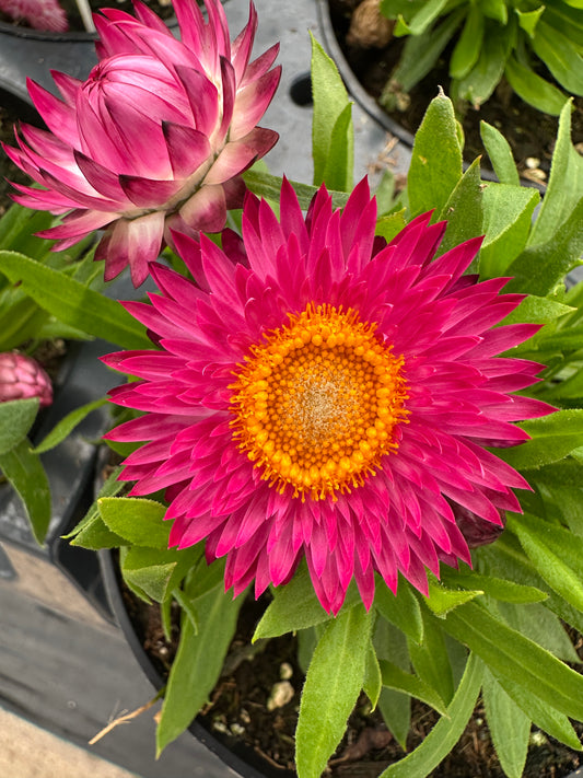 STRAWFLOWER DREAMTIME JUMBO ROSE - 4'' POT