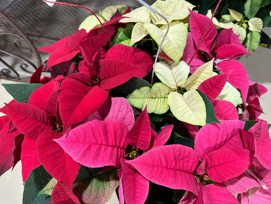 8.5" Poinsettia Tri Color