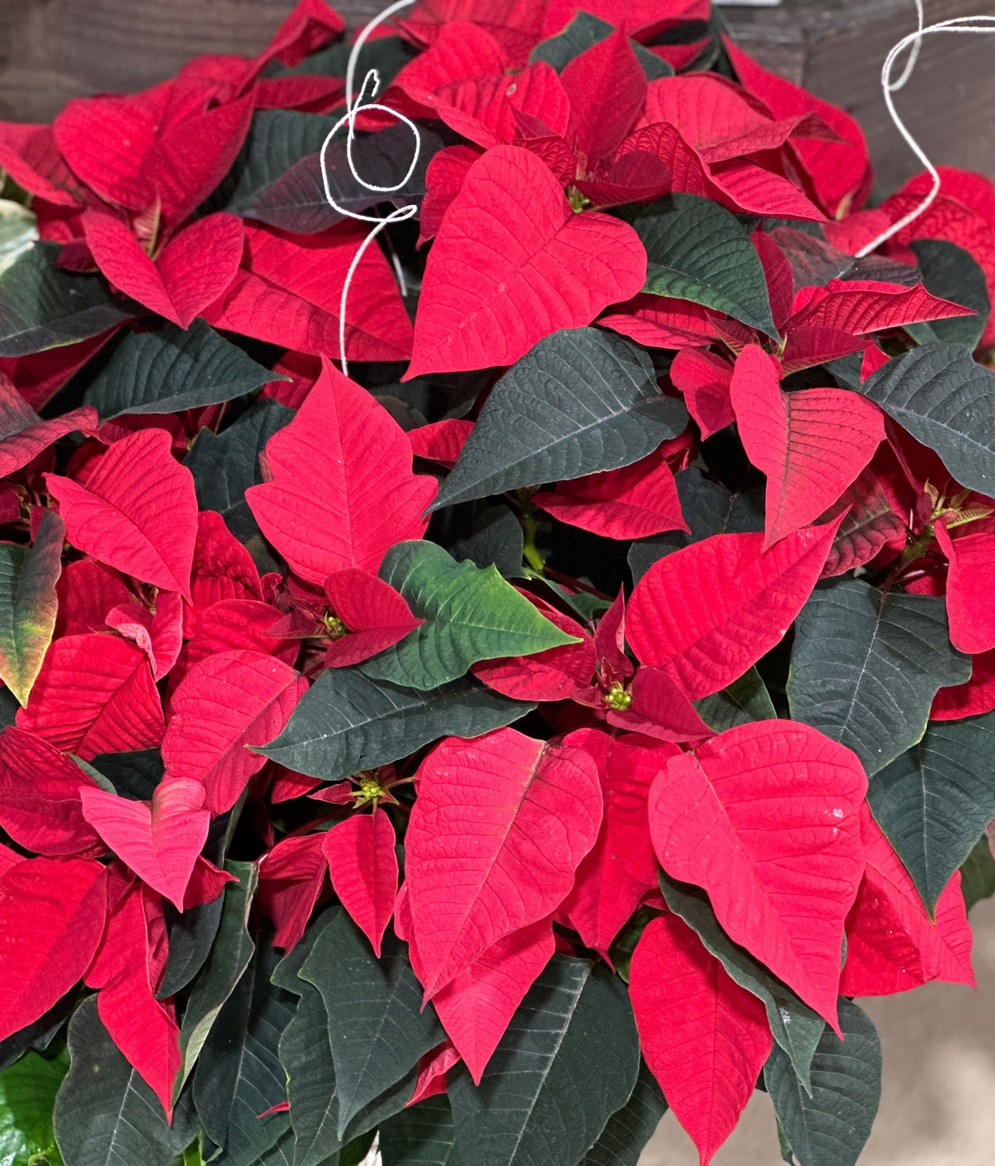 10" Poinsettia Red