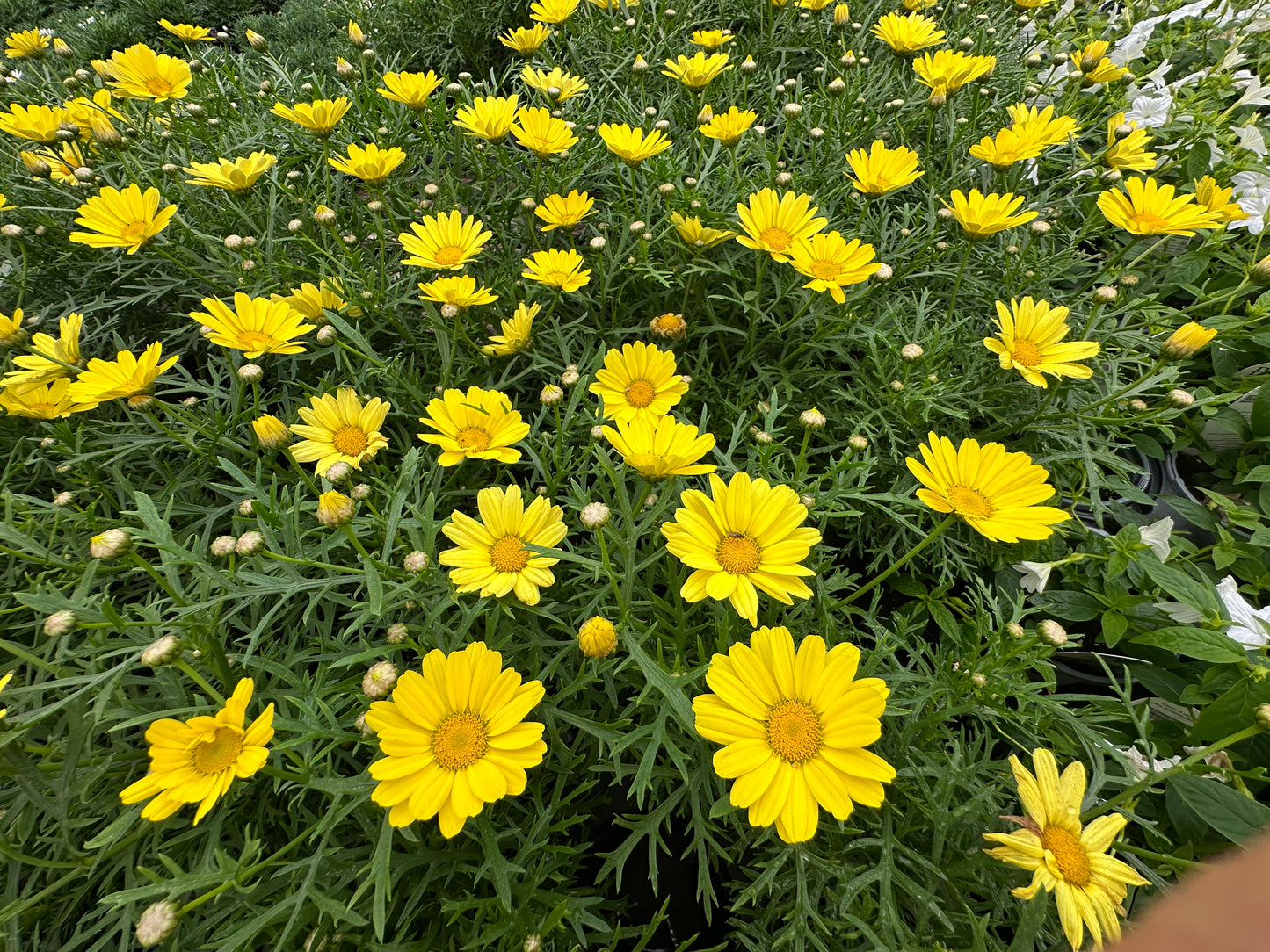 DAISY SUNNY SPRING - 4'' POT