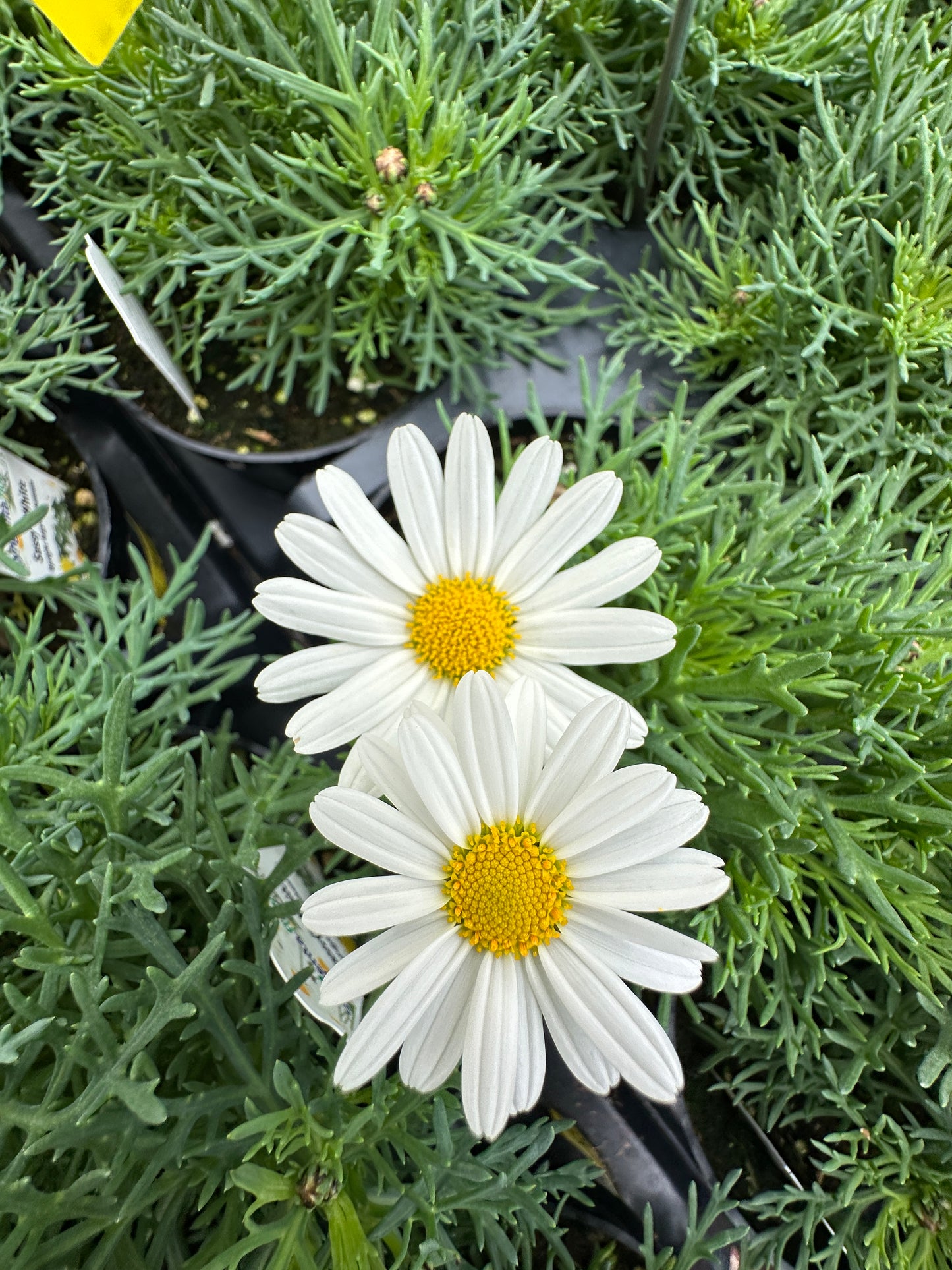 DAISY SASSY WHITE - 4'' POT