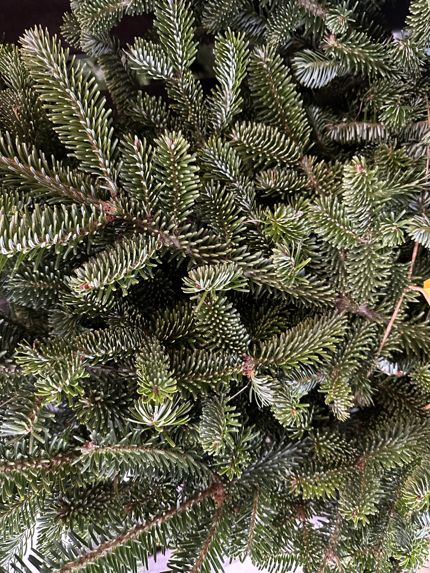 Fraser Fir Bundle