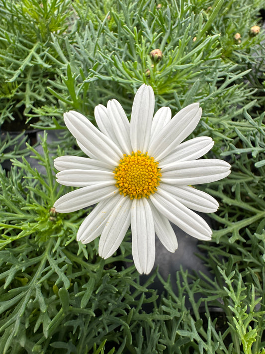 DAISY SASSY WHITE - 4'' POT