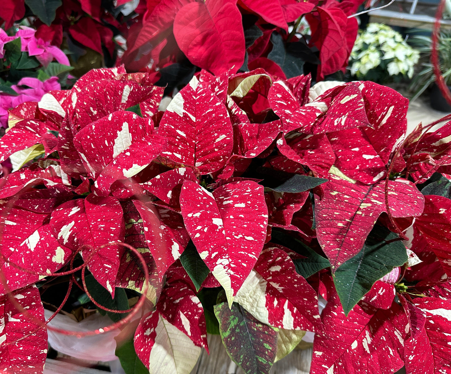 6.5" Poinsettia Jingle Bells