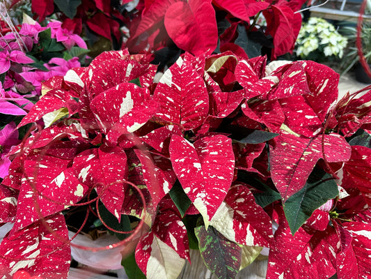 6.5" Poinsettia Winter Rose