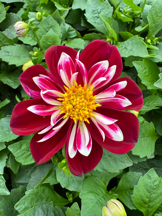 DAHLIA STARSISTER RED/WHITE - QUART POT