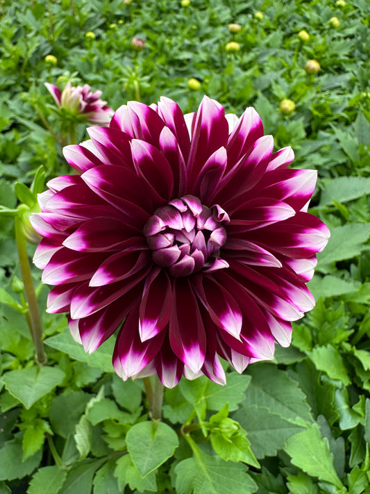 DAHLIA DALAYA PURPLE AND WHITE - QUART POT