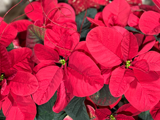 6.5" Poinsettia Mouse Red