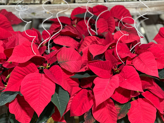 6.5" Poinsettia Red