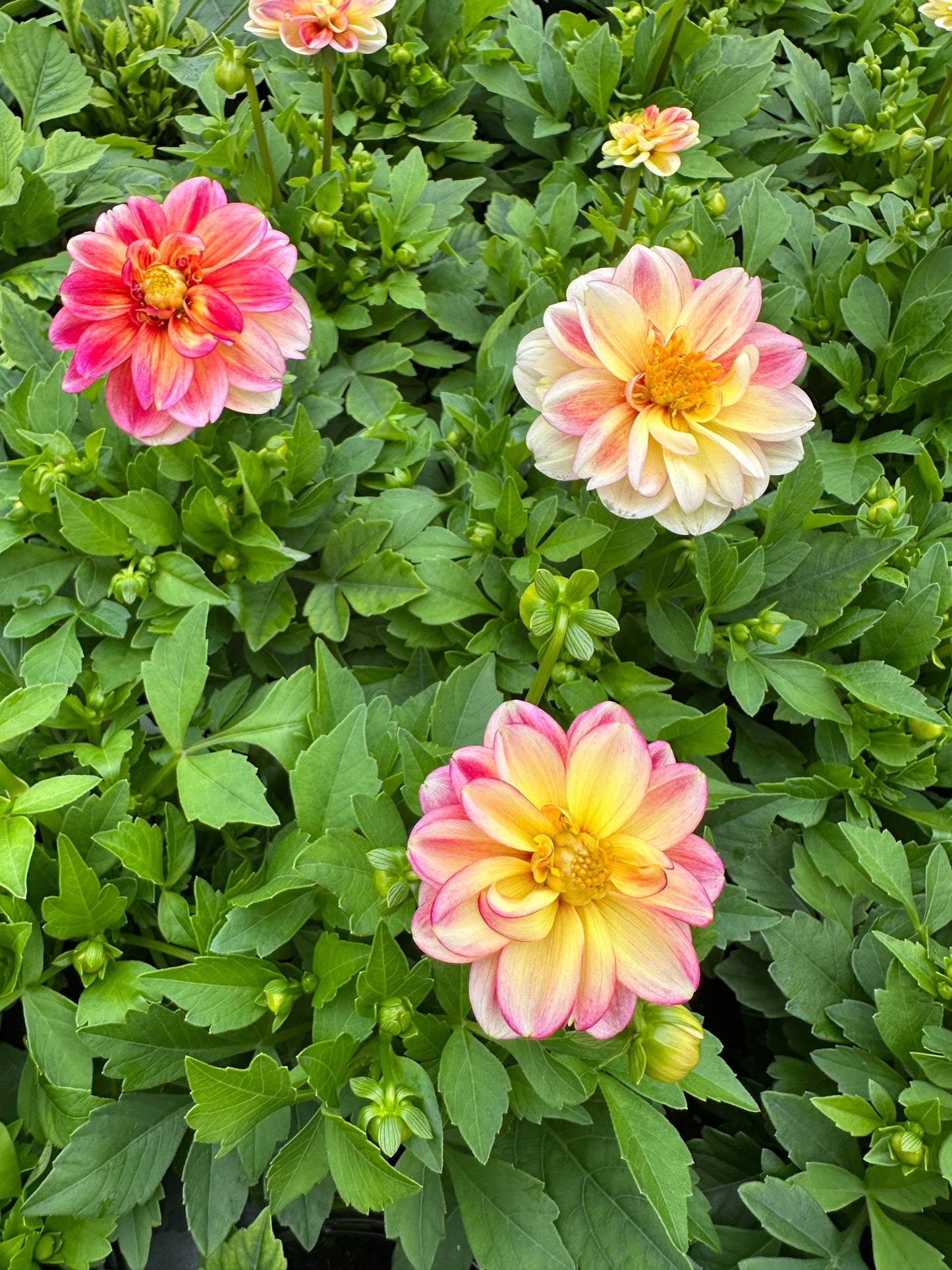 DAHLIA DALAYA PINK LEMON - QUART POT