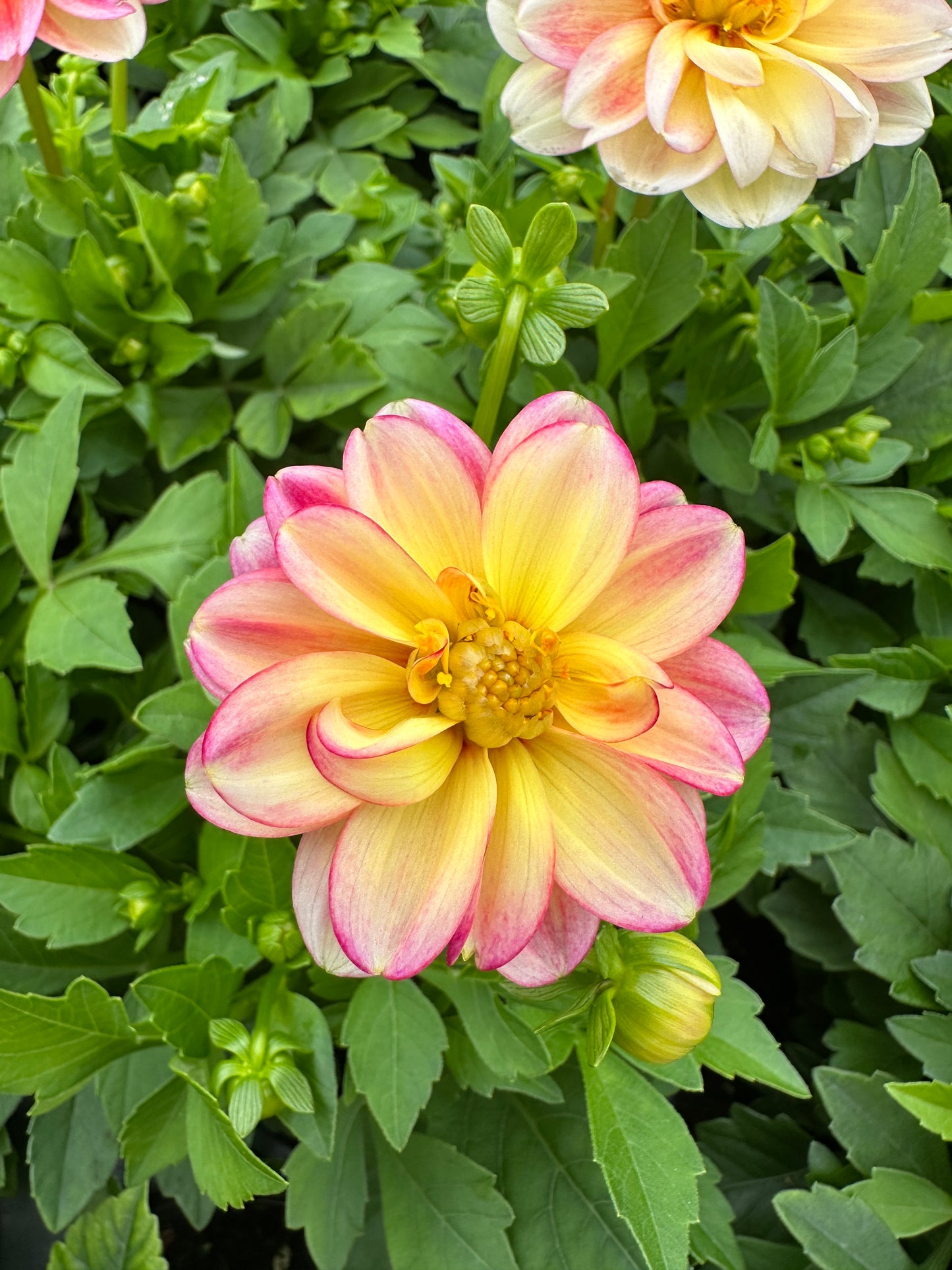 DAHLIA DALAYA PINK LEMON - QUART POT