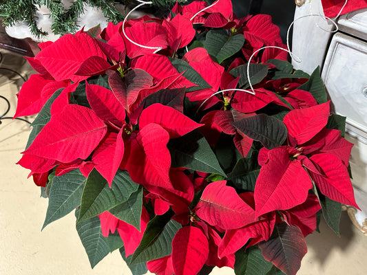 8.5'' Poinsettias Red