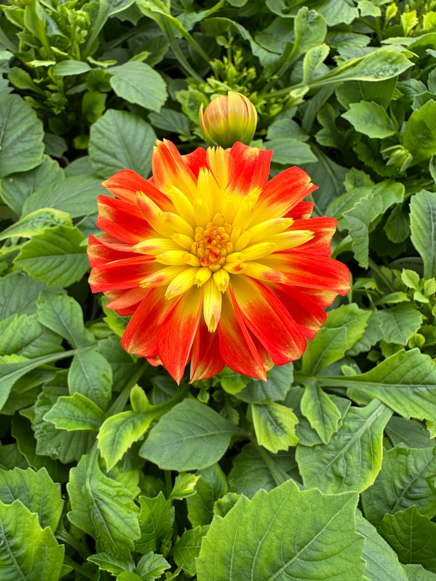 DAHLIA DALAYA FIREBALL - QUART POT