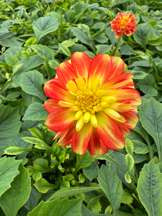 DAHLIA DALAYA FIREBALL - QUART POT