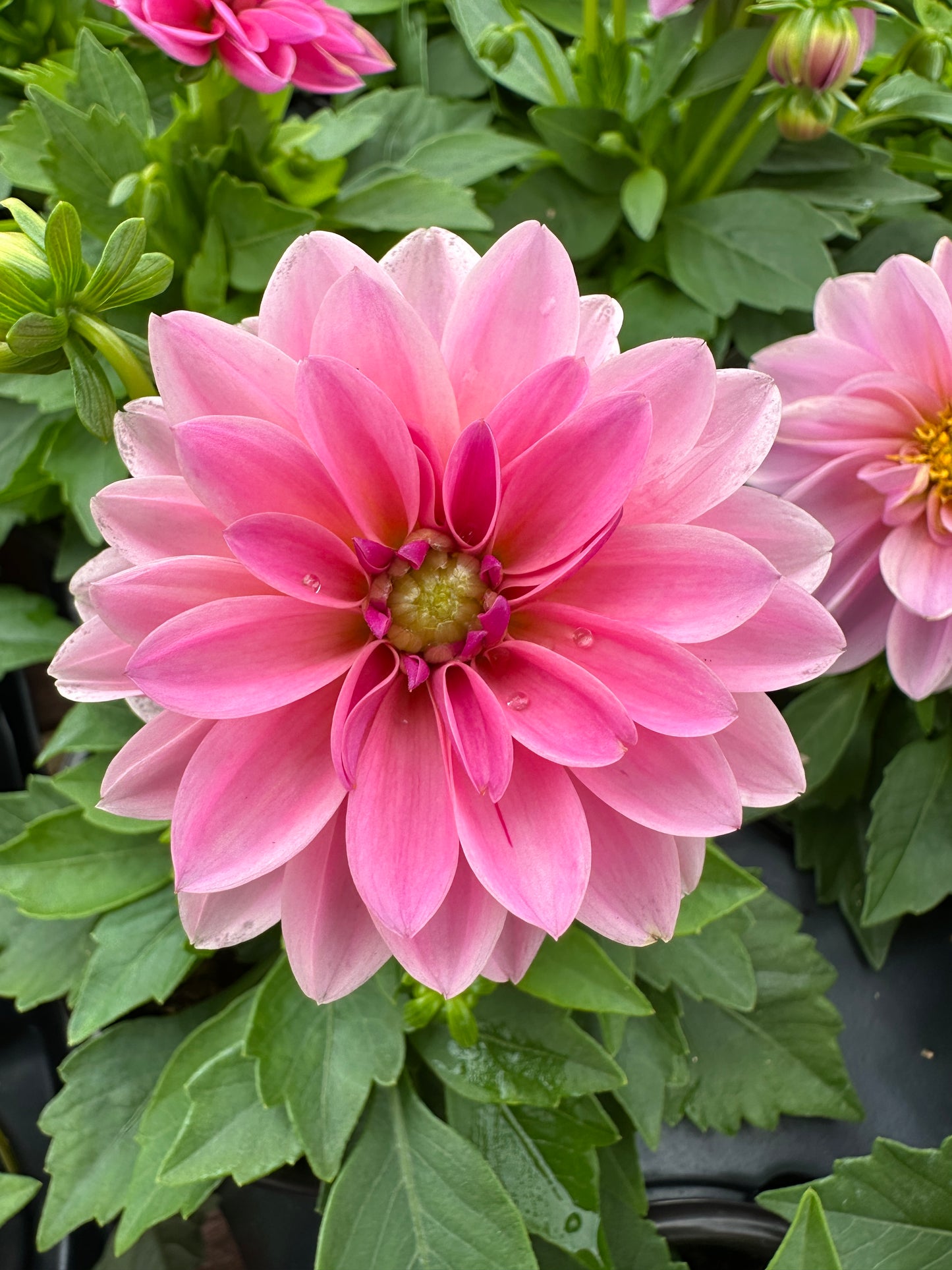 DAHLIA DAHLINOVA LISA DARK PINK - QUART POT