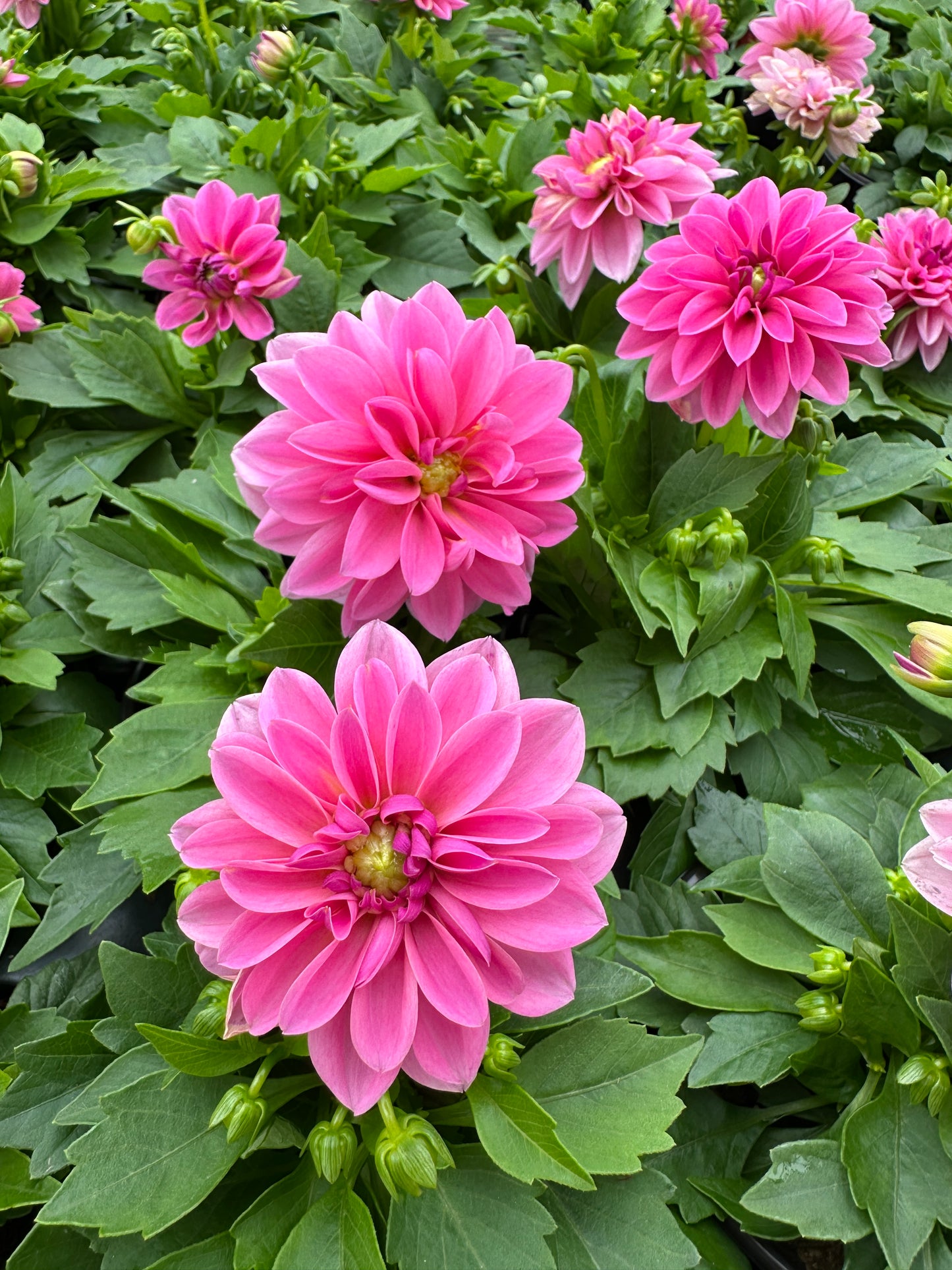 DAHLIA DAHLINOVA LISA DARK PINK - QUART POT