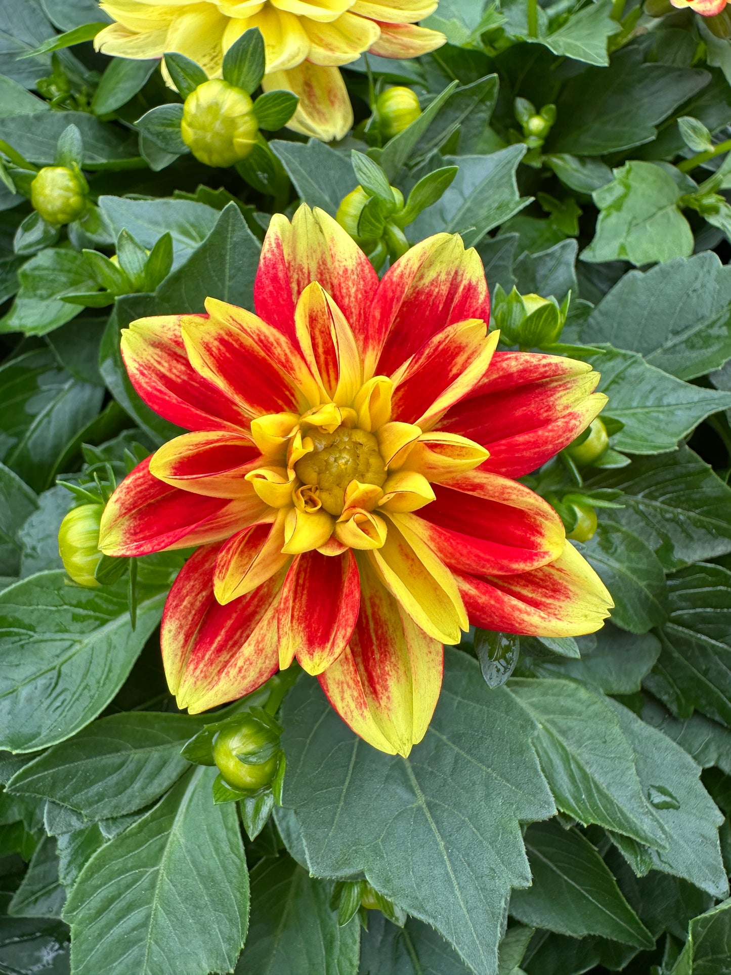 DAHLIA DAHLINOVA CALIFORNIA - QUART POT