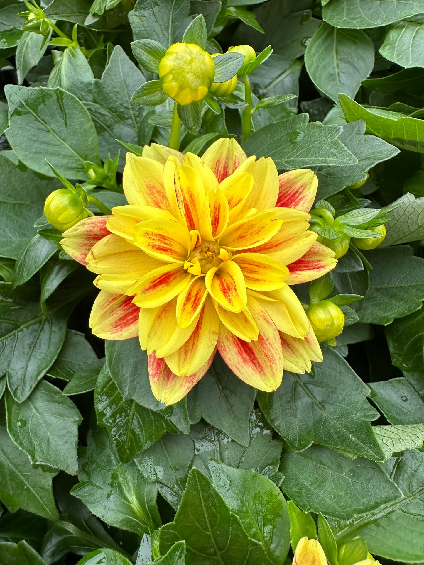 DAHLIA DAHLINOVA CALIFORNIA - QUART POT