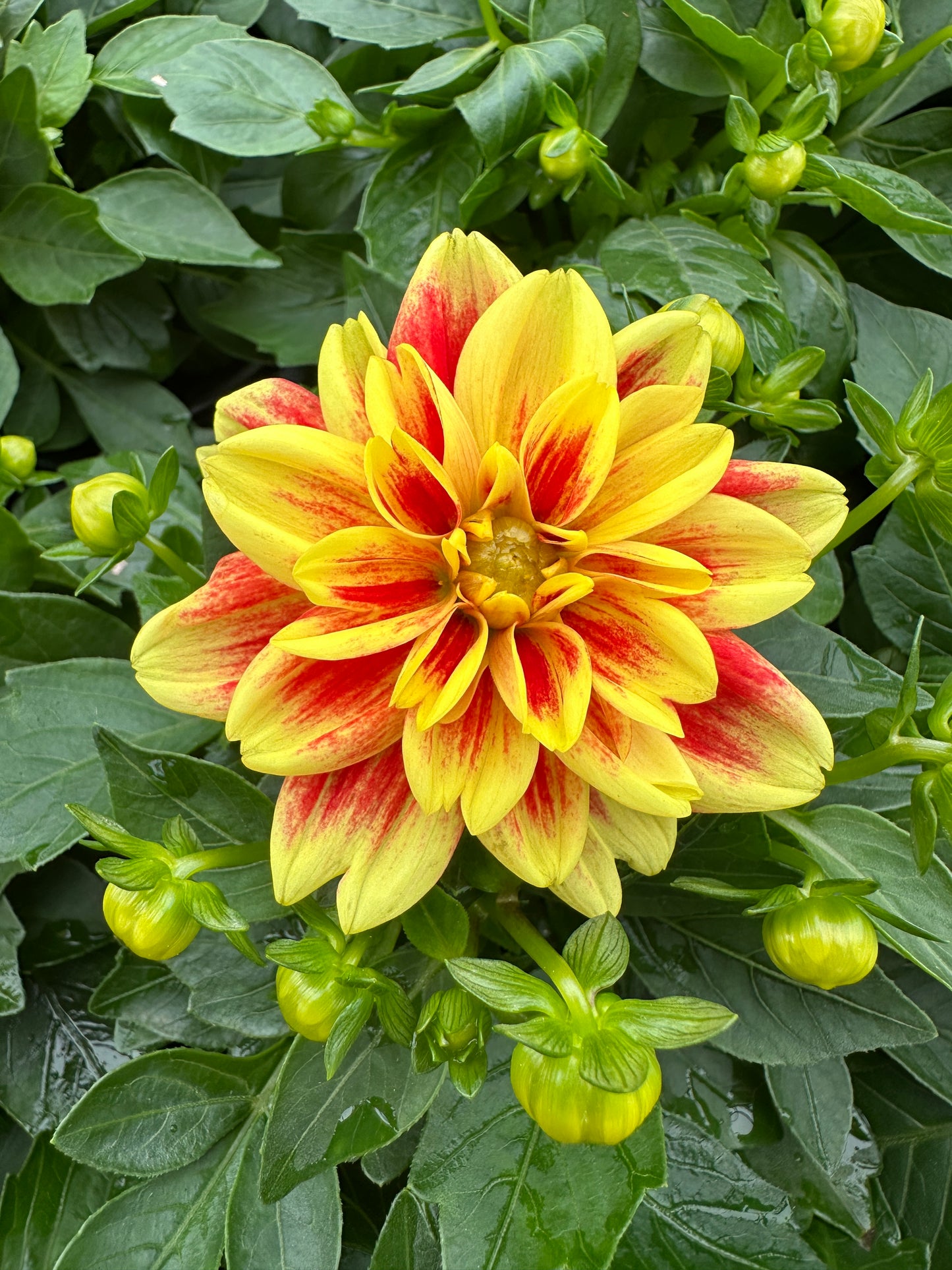 DAHLIA DAHLINOVA CALIFORNIA - QUART POT