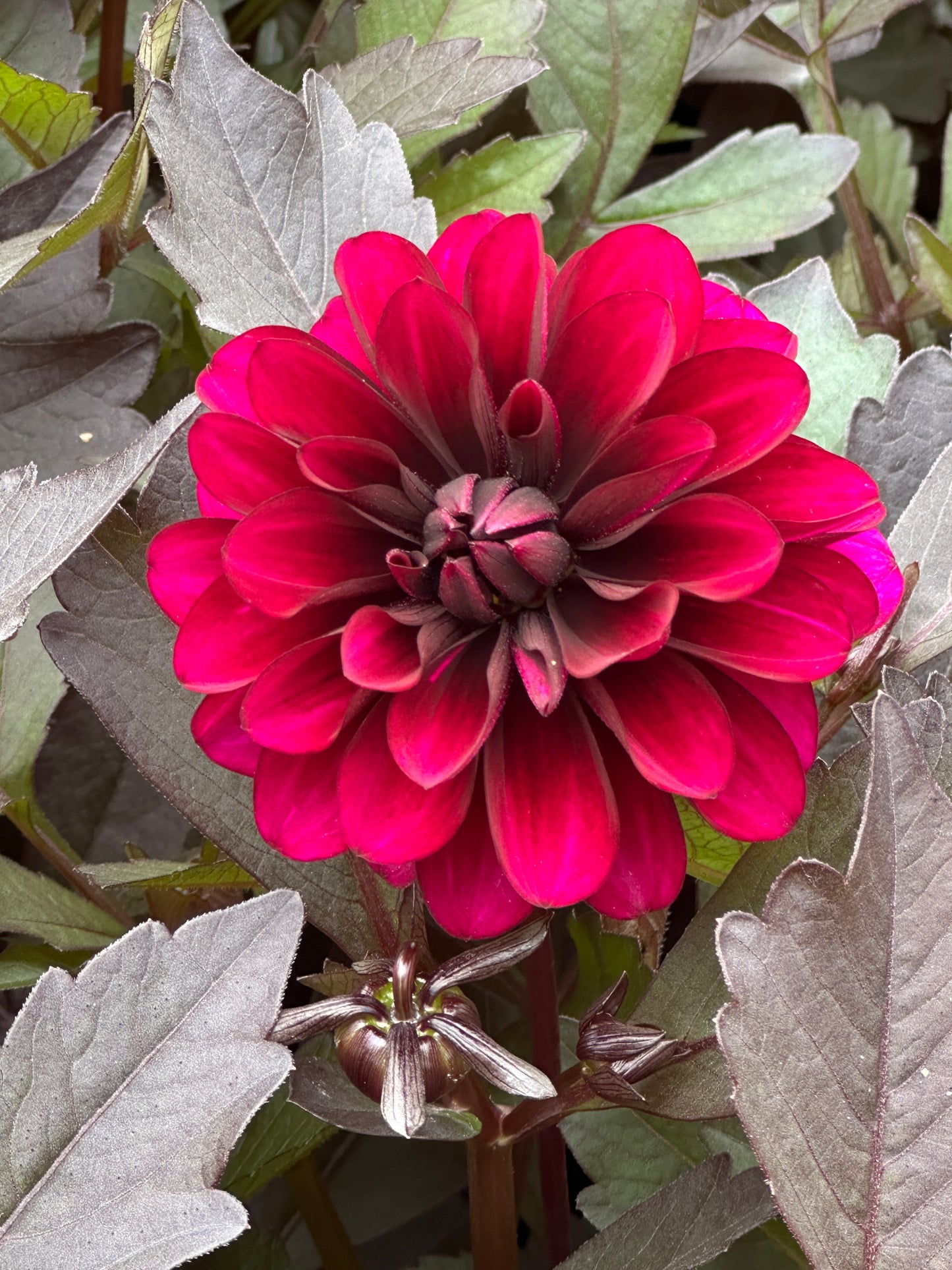 DAHLIA CITY LIGHTS PURPLE - QUART POT