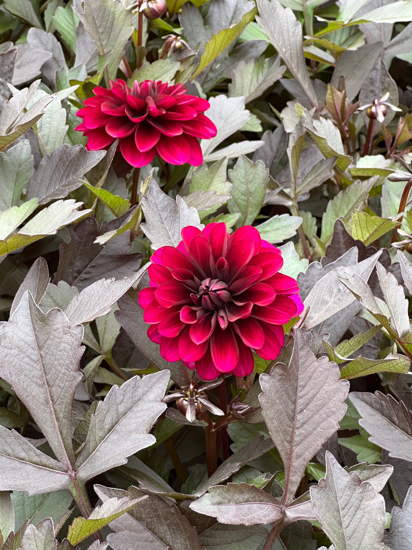 DAHLIA CITY LIGHTS PURPLE - QUART POT